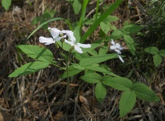 Cardamine altaica