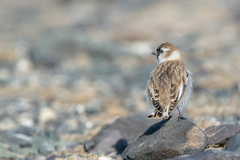 Montifringilla davidiana