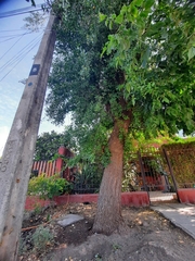 Quillaja saponaria