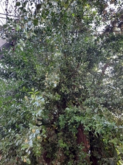 Quillaja saponaria