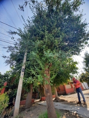 Quillaja saponaria