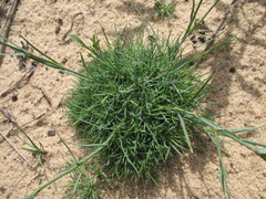 Dianthus volgicus