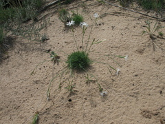 Dianthus volgicus