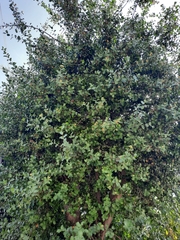 Quillaja saponaria