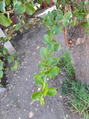 Quillaja saponaria