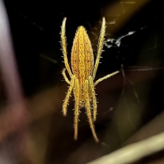 Larinia