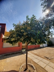 Ligustrum lucidum