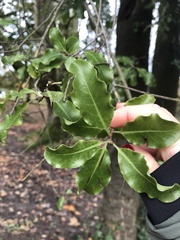 Ilex aquifolium