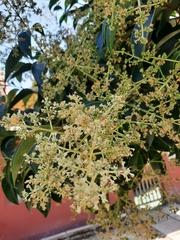Ligustrum lucidum