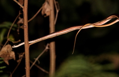 Dendrelaphis subocularis