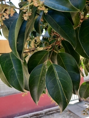 Ligustrum lucidum