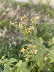 Galinsoga quadriradiata