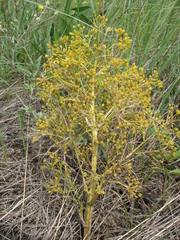 Trinia multicaulis