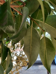 Ligustrum lucidum