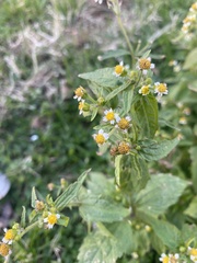 Galinsoga quadriradiata