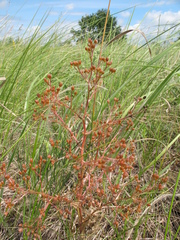 Trinia multicaulis