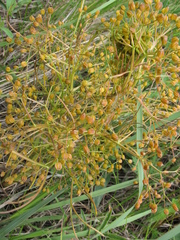 Trinia multicaulis
