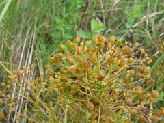 Trinia multicaulis