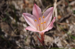 Cyrtanthus novus-annus