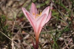 Cyrtanthus novus-annus