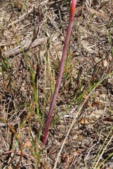 Cyrtanthus novus-annus