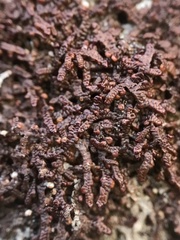 Frullania