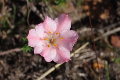 Cyrtanthus novus-annus