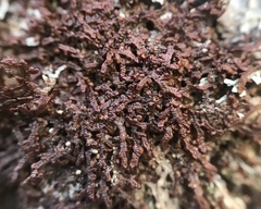 Frullania