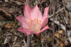 Cyrtanthus novus-annus