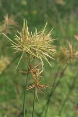 Cyperus natalensis