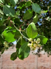 Quillaja saponaria