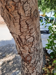 Quillaja saponaria