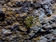 Heteromitobates discolor