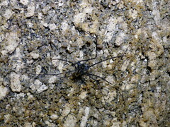 Heteromitobates albiscriptus