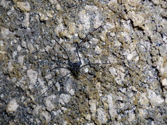 Heteromitobates albiscriptus