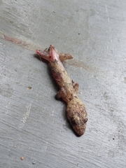 Hemidactylus mabouia