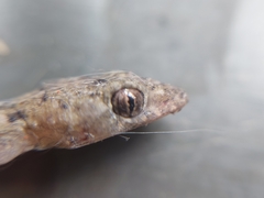 Hemidactylus mabouia