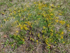 Chamaecytisus ratisbonensis