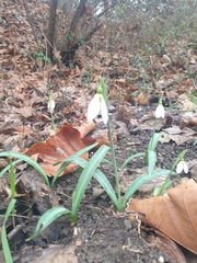 Galanthus plicatus