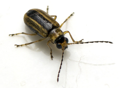 Monolepta subsuturalis