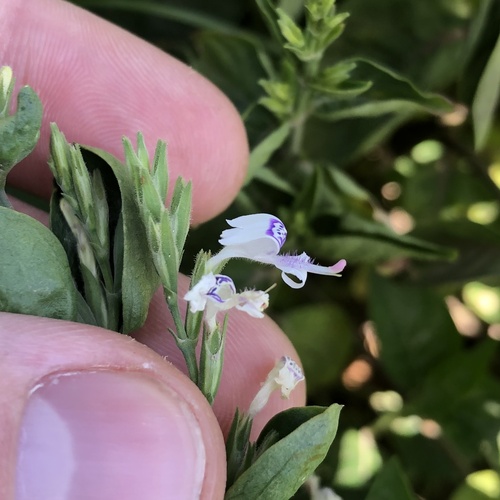 Hypoestes forskaolii image