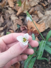 Galanthus plicatus