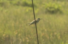 Merops persicus persicus