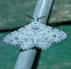 Lassaba parvalbidaria