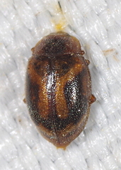 Rhyzobius chrysomeloides