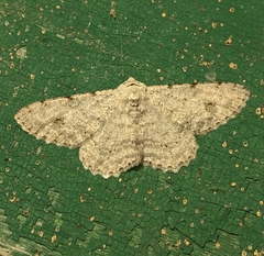 Lassaba parvalbidaria