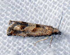 Eucosma tomonana