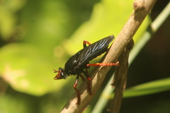 Proagonistes