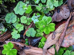 Hydrocotyle nepalensis