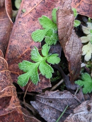 Ellisiophyllum pinnatum